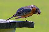 Robin On A Picnic Table_00149